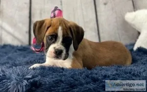 Adventurous Boxer Puppies For Sale