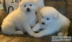 Awful White Samoyed Puppies For Sale