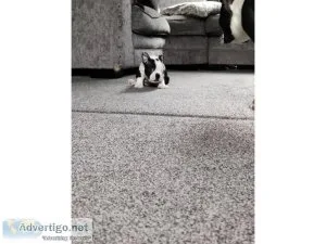 Healthy Boston terrier puppies for sale