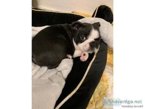 4 Boston terrier puppies for sale