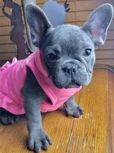 Scary French Bulldog Puppies For Sale
