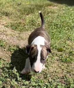 Male and female English Bull Terrier puppies