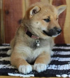 Obedient Shiba Inu Puppies For Sale