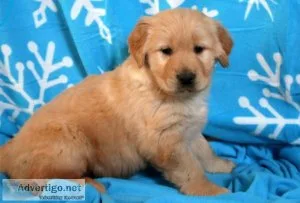 Willow Golden Retriever Puppies For sale