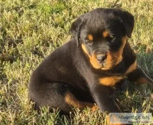 Glamorous Rottweiler Puppies For Sale