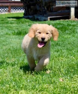 Golden Retriever puppies for sale