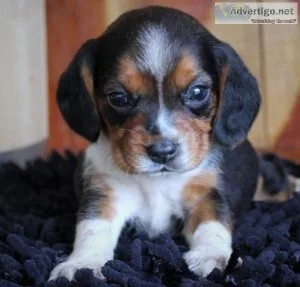 Gentle Beagle Puppies For Sale