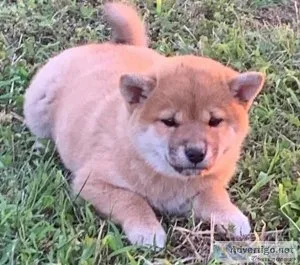 Grumpy Shiba Inu Puppies For Sale