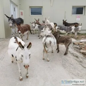 Miniature Donkey for Sale