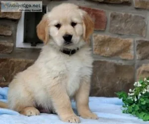 Winnie Golden Retriever Puppies For sale