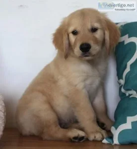 Well Socialized Golden Retriever Puppies