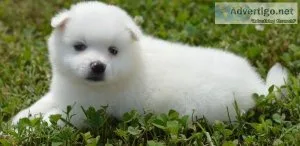 Successful American Eskimo Puppies