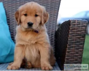Honey Golden Retriever Puppies For sale