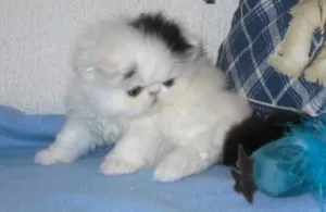 Lovely Persian kittens available..