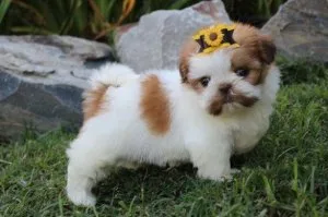 AKC Shih Tzu puppies ready