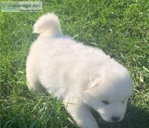 Helpful White Samoyed Puppies For Sale