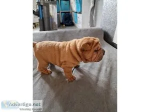 Shar pei puppies 2 boys 2 girls