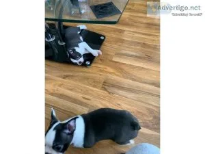 MD Boston terrier puppies for sale