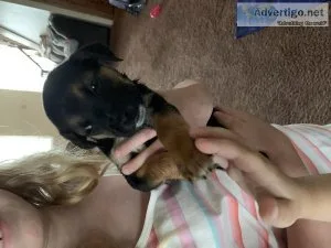 Free puppies