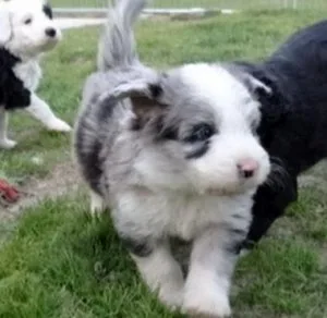 Adorable Aussie Doodle puppies