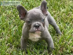French Bulldog puppies for sale