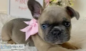 Misty French Bulldog Puppies For Sale