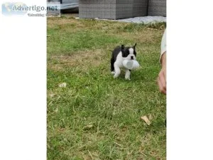 Vic Boston terrier puppies for sale