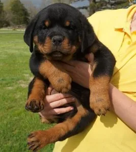 Charming Rottweiler Puppies for sale