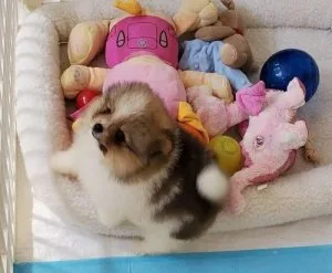 Adorable Pomeranian Puppies