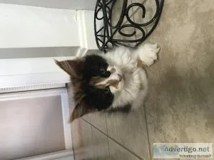 Maine Coon kittens