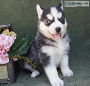 Beautiful Siberian Husky puppies Available