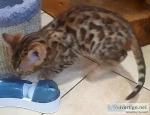 Bengal kittens for sale
