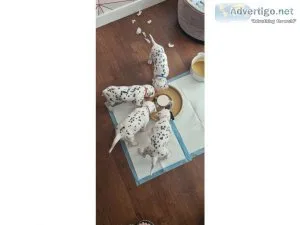 xk5za Purebred Dalmatian puppies for sale