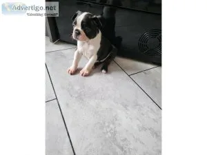 4 sale Boston terrier puppies.