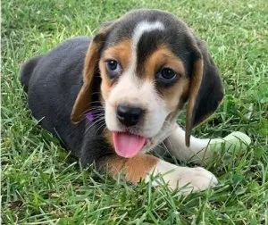 Average Beagle Puppies For Sale
