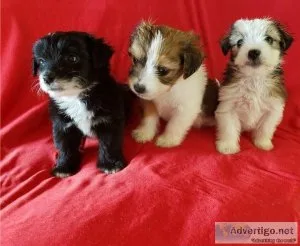 Viper Adorable Maltipom Puppies For Sale