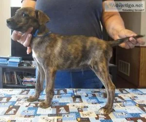 Male and female Mountain feist puppies