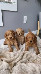 Wonderful Labradoodle Puppies For Sale Now