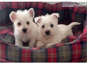 Microchipped Beautiful West Highland Terrier Puppies Text 334-35