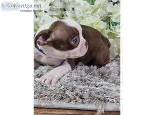 5 Boston terrier puppies for sale