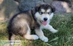 Stormy Alaskan Malamute Puppies For Sale