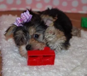 Gorgeous Mokie Puppies For Sale.