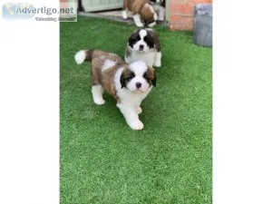 Saint Bernard Males and Females Available Text  US 334-357-6330.
