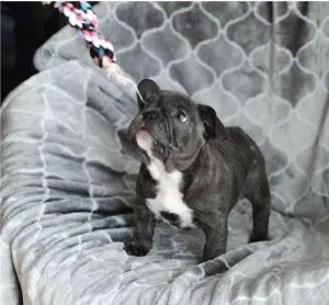 Adorable French Bulldog Puppies Male and Female