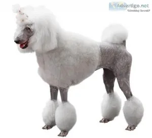 Dog Grooming