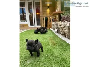7l6ll French bull dog puppies ready now