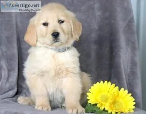 Oreo Golden Retriever Puppies For sale