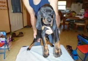 Gorgeous Black and Tan Coonhound Puppies