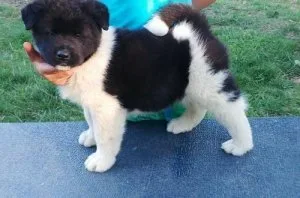 Beautiful Akita Puppies For Sale.