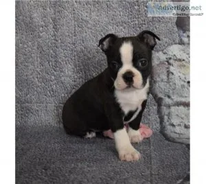 Socialized Boston terrier Puppies
